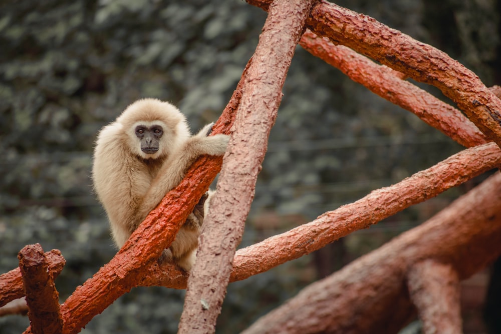 a monkey sitting on top of a tree branch