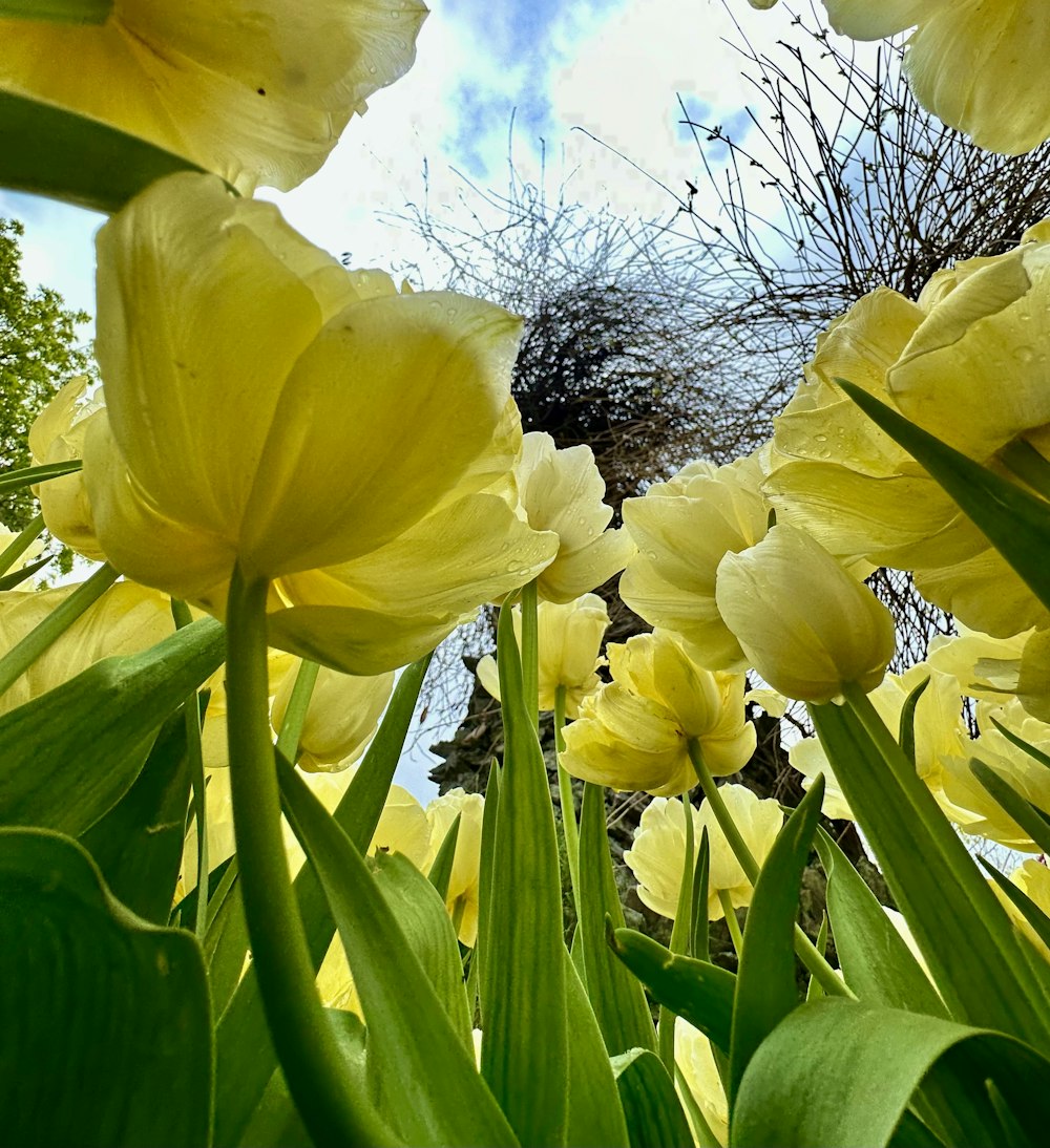 a bunch of flowers that are in the grass