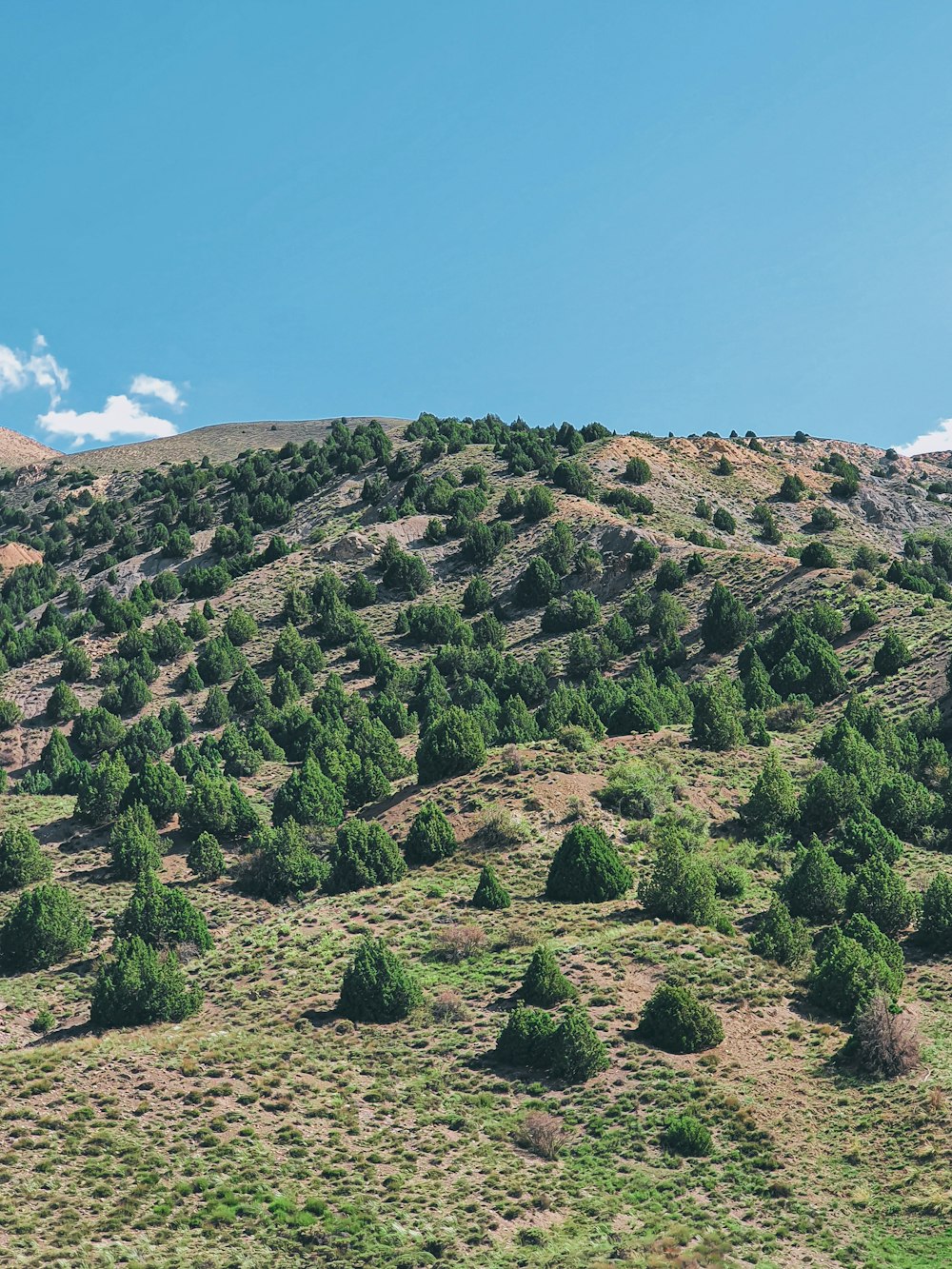 a hill covered in lots of green trees