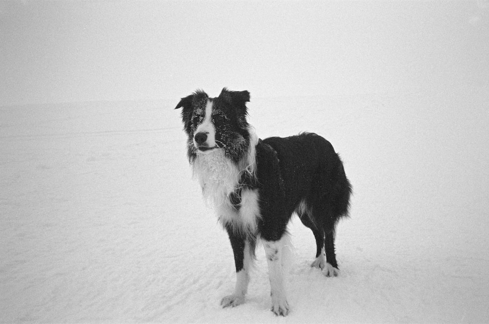 a black and white dog standing in the snow