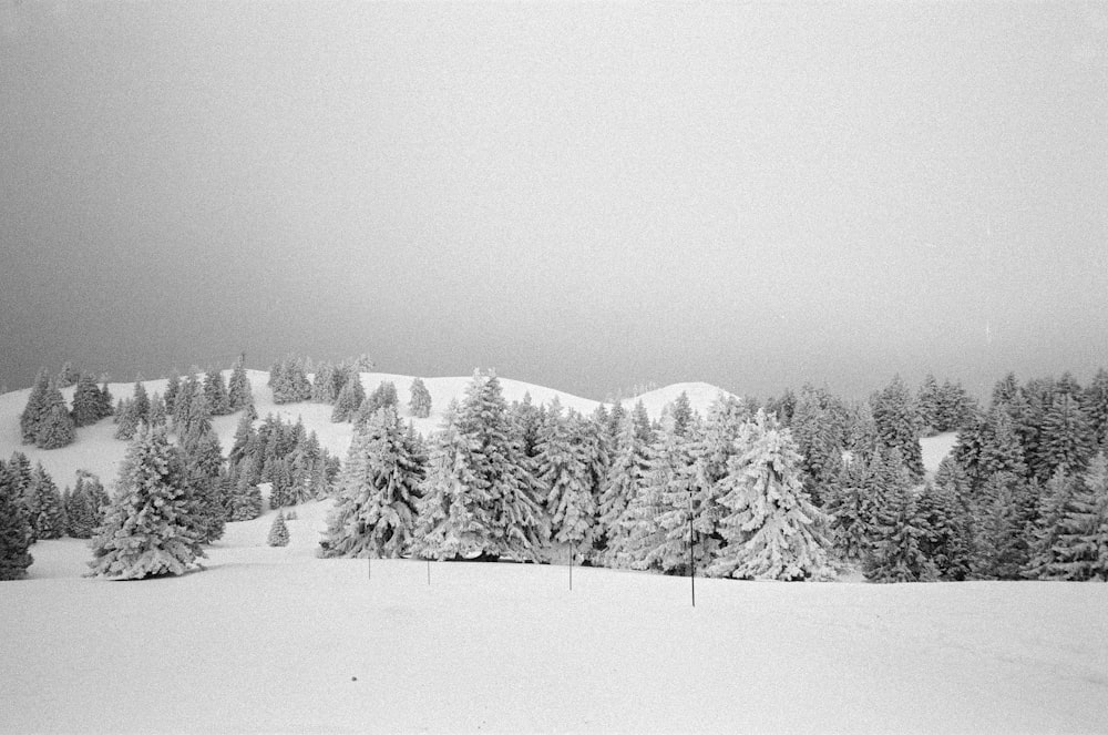 Una foto in bianco e nero di alberi innevati
