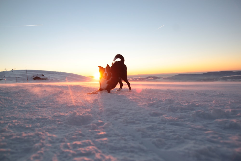 a dog playing in the snow at sunset