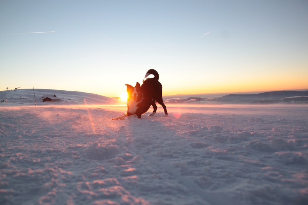 Un cane che gioca nella neve al tramonto