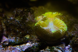 A close-up of a colorful coral reef seen during a snorkeling excursion.