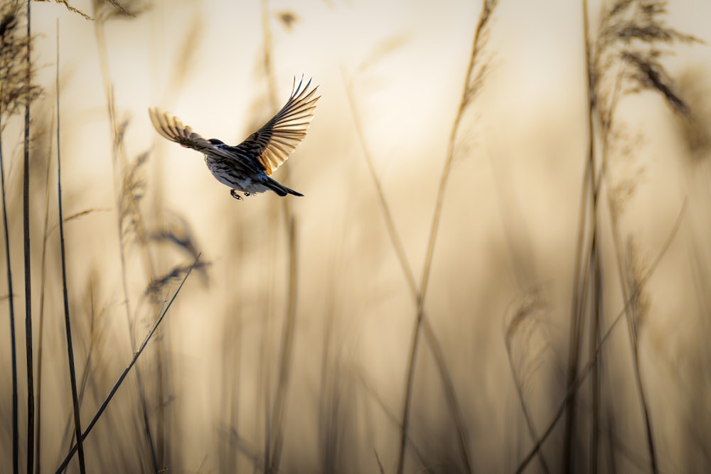 a bird flying through a field of tall grass