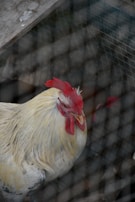 A rooster with a bright red comb and wattles is seen behind a wire mesh fence. Its feathers are primarily white with some darker patches, and it stands on a surface that appears wooden. The focus is on the rooster's head and upper body, with a blurred background.