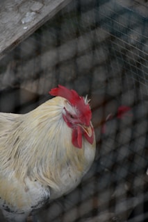 A rooster with a bright red comb and wattles is seen behind a wire mesh fence. Its feathers are primarily white with some darker patches, and it stands on a surface that appears wooden. The focus is on the rooster's head and upper body, with a blurred background.