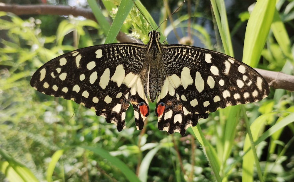 a black and white butterfly sitting on a branch