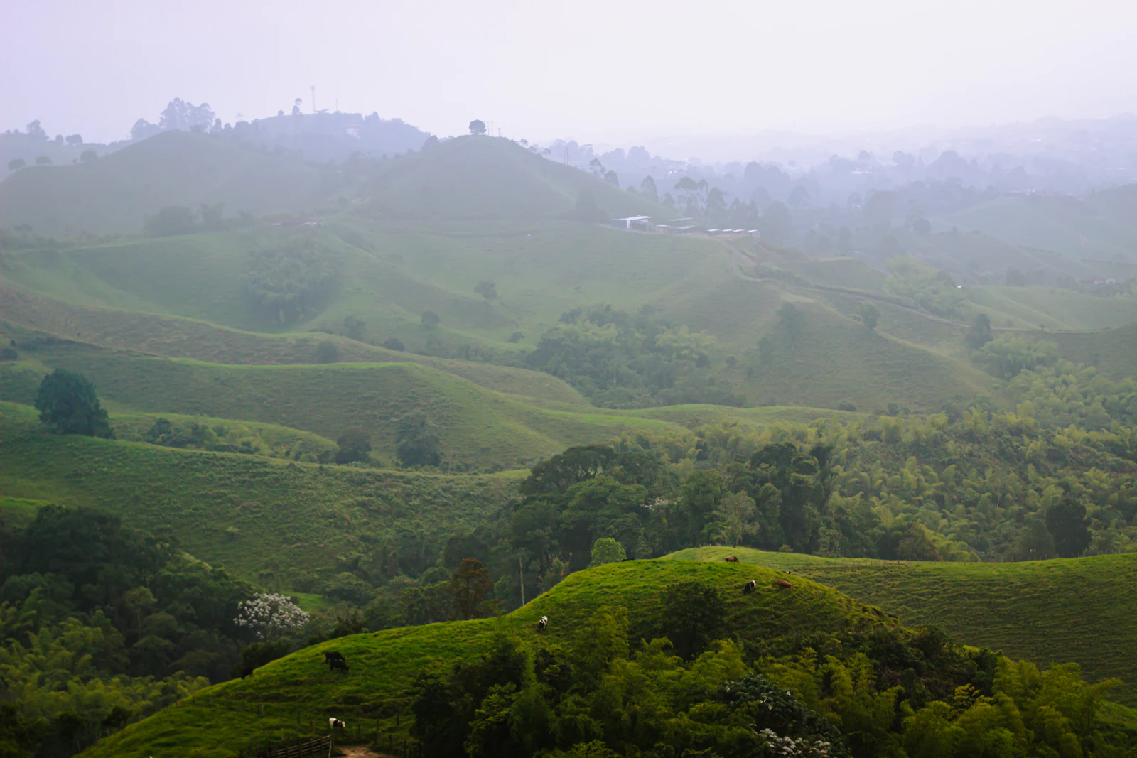 Colinas verdes de cultivos de café entre niebla en Quindío, Eje Cafetero, Colombia