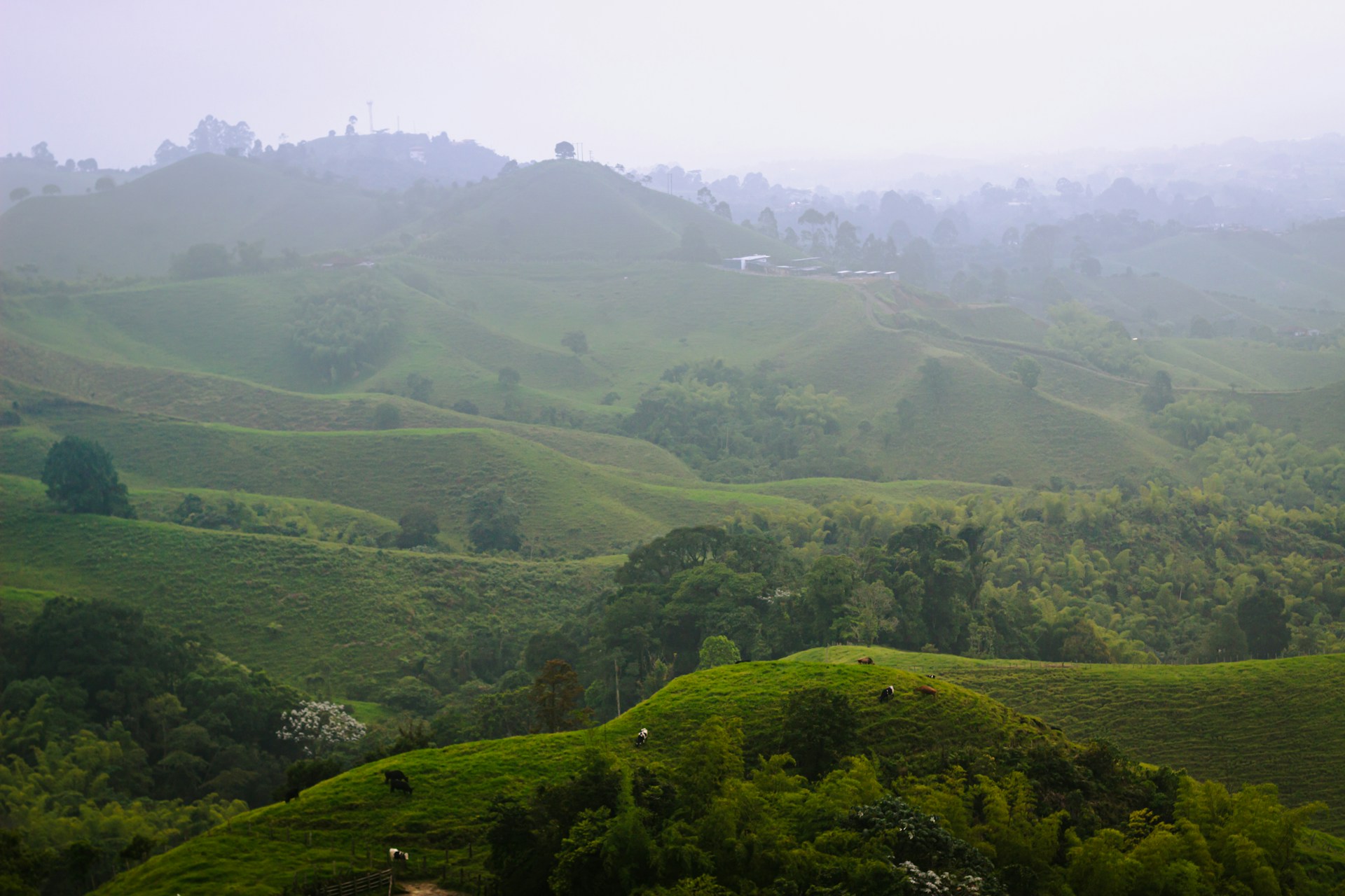 a lush green hillside covered in lots of trees