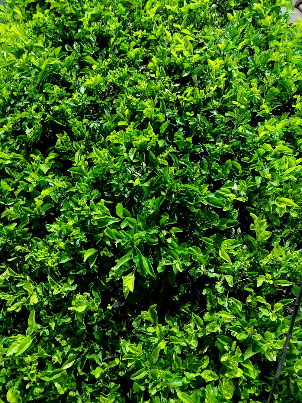 a bush with green leaves in a garden