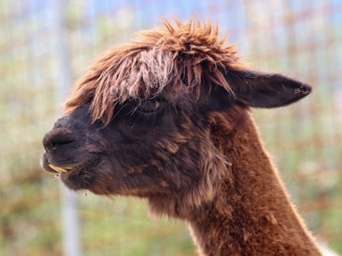 A close-up side profile of a brown alpaca with a thick, shaggy coat. The alpaca has long, brown hair covering its eyes and its mouth is slightly open, revealing a few teeth. The background is blurred with hints of green and blue, indicating an outdoor setting.