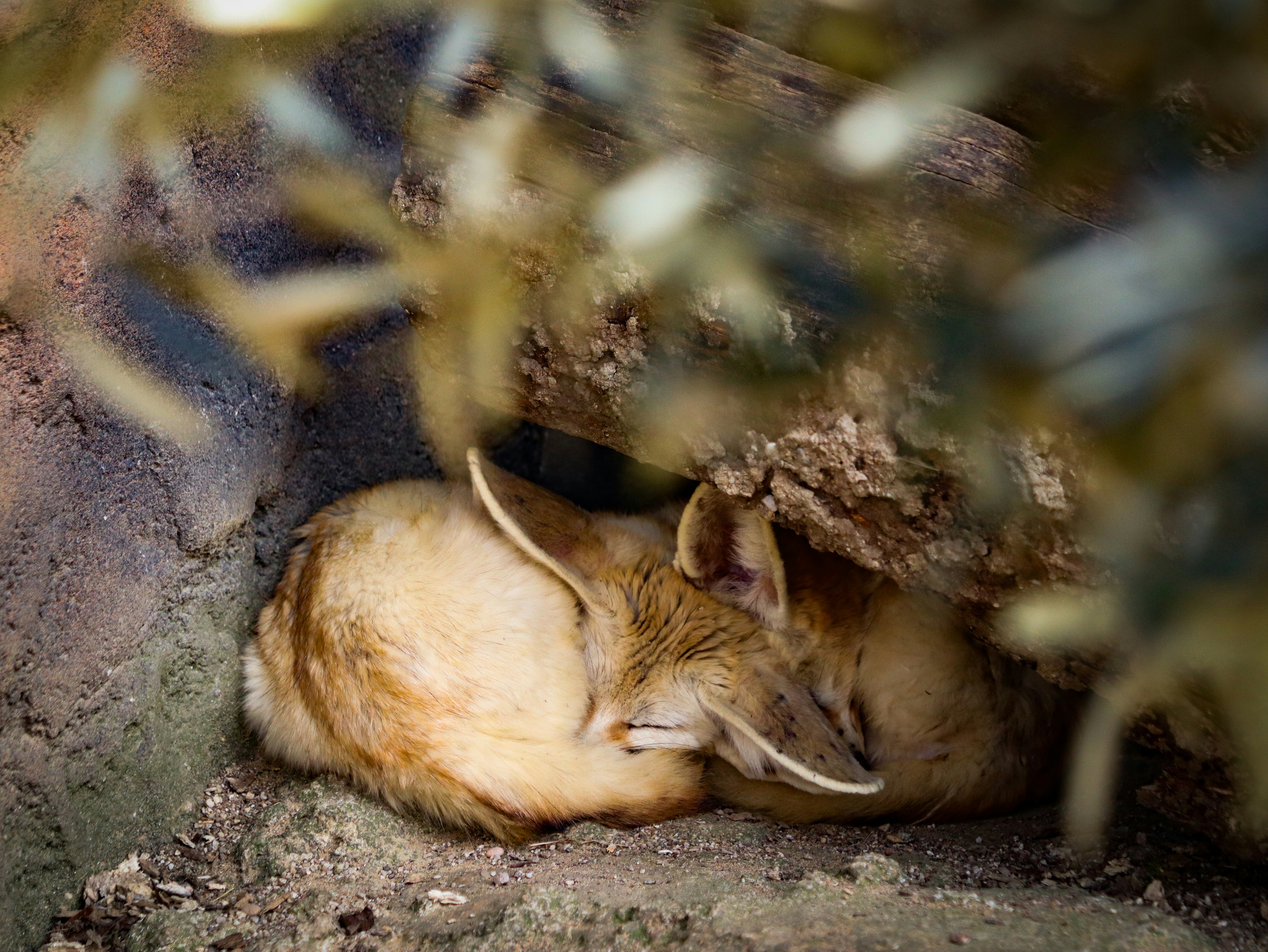 a cat curled up sleeping in a hole