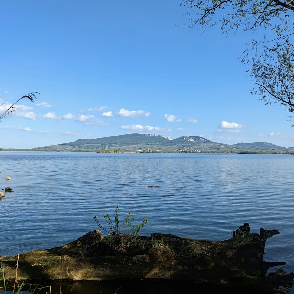 a large tree stump sitting in the middle of a lake