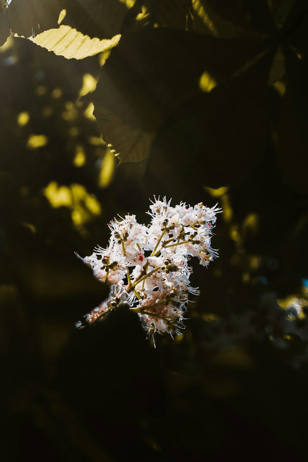 a close up of a flower on a tree