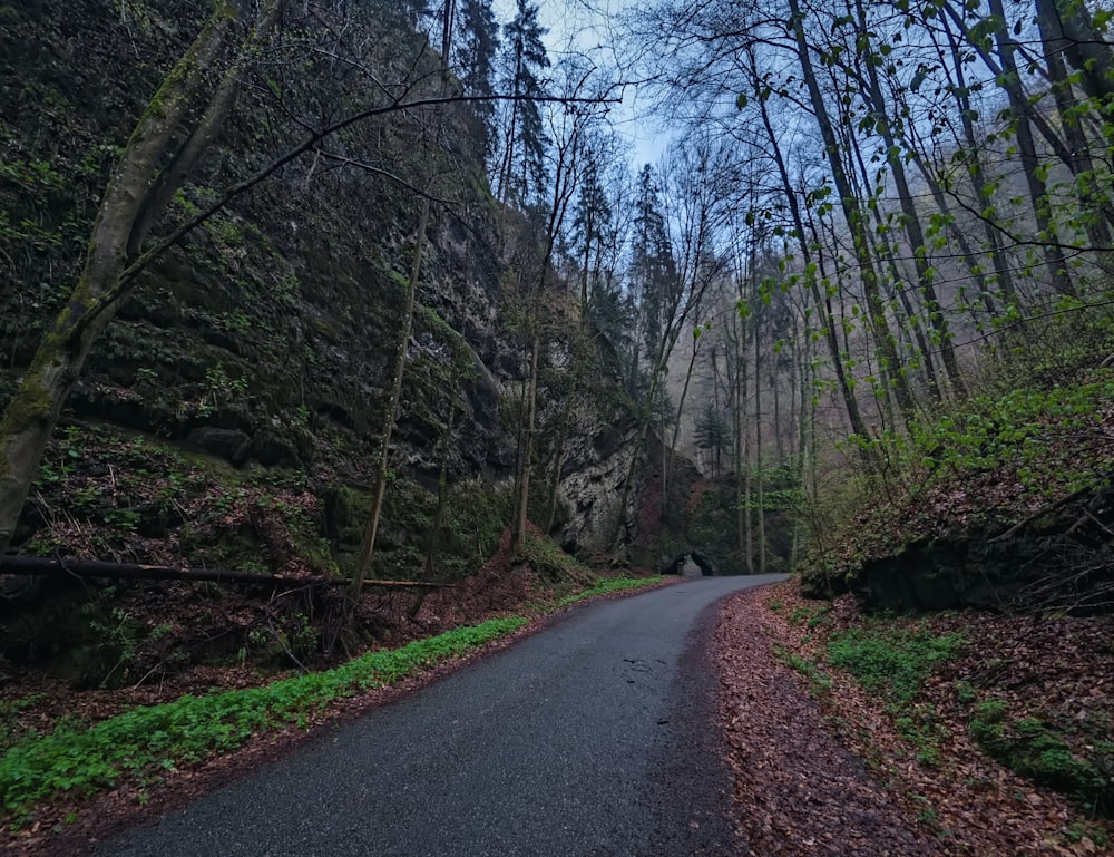 a narrow road in the middle of a forest