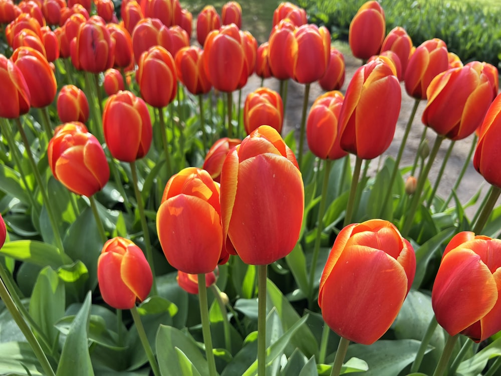 a field of red tulips with green leaves