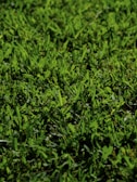 A close-up view of lush, green grass with a variety of blade sizes and textures. The grass appears vibrant and well-maintained, with a natural, slightly uneven spread across the ground.