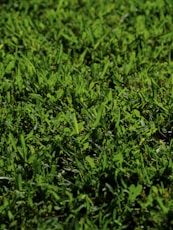 a bird is standing in the middle of a grassy field