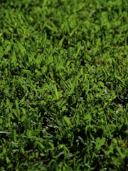 Close-up of lush, green Korean carpet grass freshly laid in a residential garden