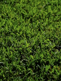 Close-up of lush Korean carpet grass freshly laid in a garden.