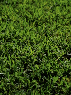 A close-up view of lush, green grass with a variety of blade sizes and textures. The grass appears vibrant and well-maintained, with a natural, slightly uneven spread across the ground.
