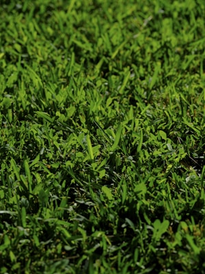 A close-up view of lush, green grass with a variety of blade sizes and textures. The grass appears vibrant and well-maintained, with a natural, slightly uneven spread across the ground.
