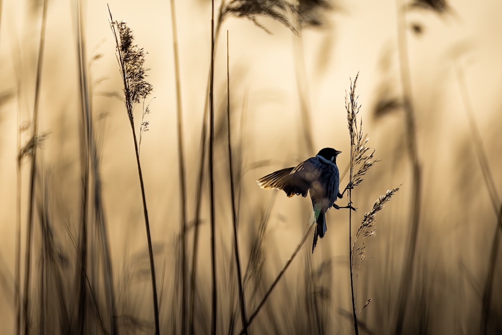 a small bird sitting on top of a dry grass field