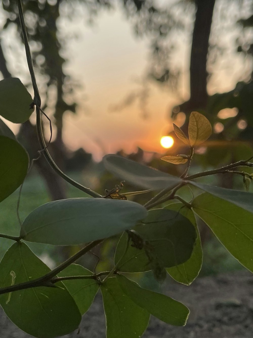 a tree branch with leaves and the sun setting in the background