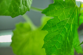 Close-up of stevia leaves showing detailed veins and vibrant green color.