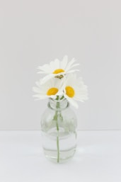 a glass vase with some daisies in it