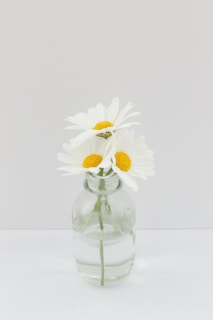 a glass vase with some daisies in it