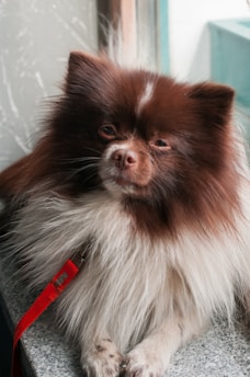 A calm therapy dog sitting beside a smiling leasing agent during a consultation.
