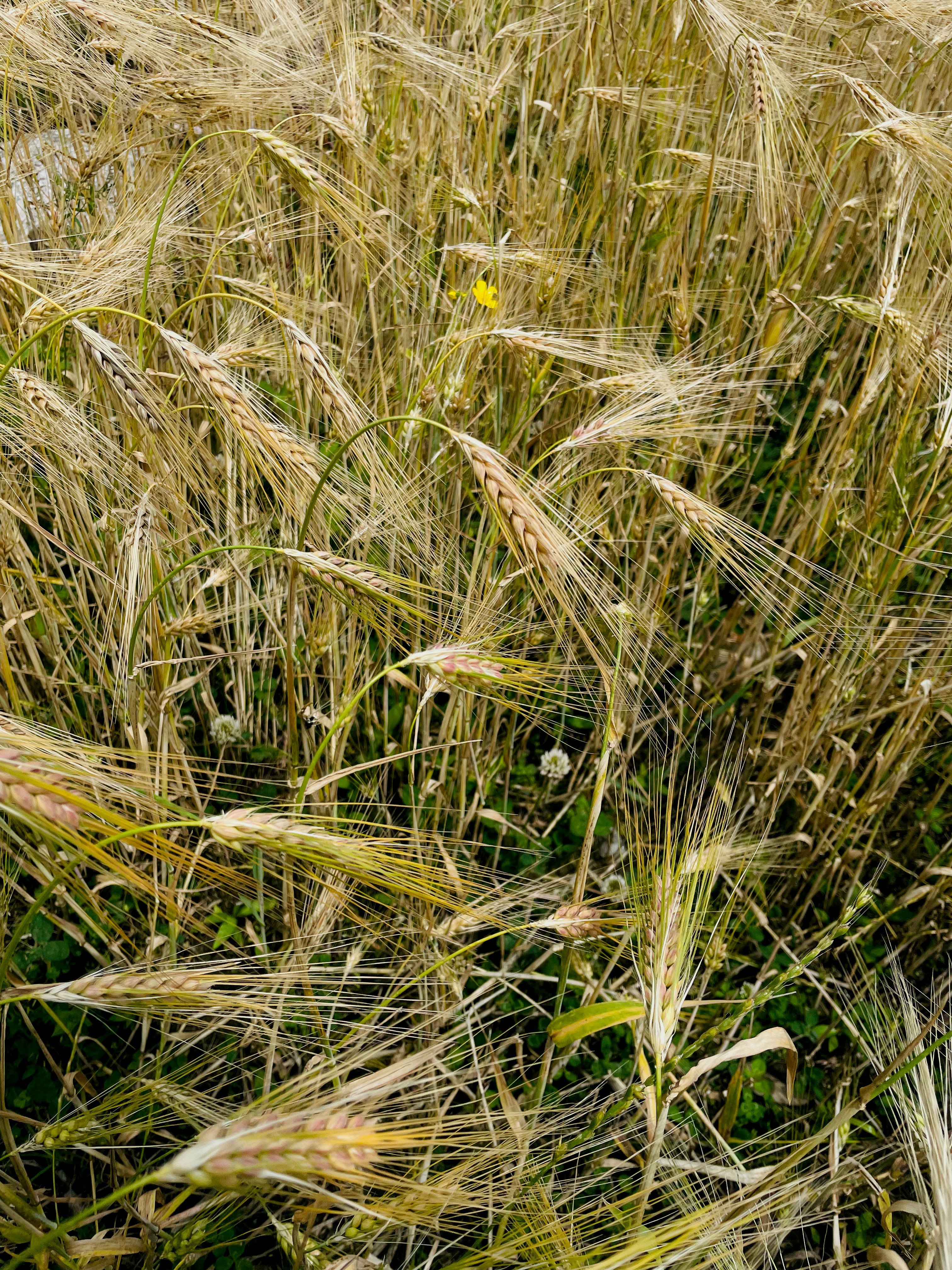 Photo by trishadeniyogi