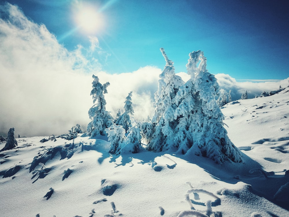 a snow covered mountain with trees in the foreground