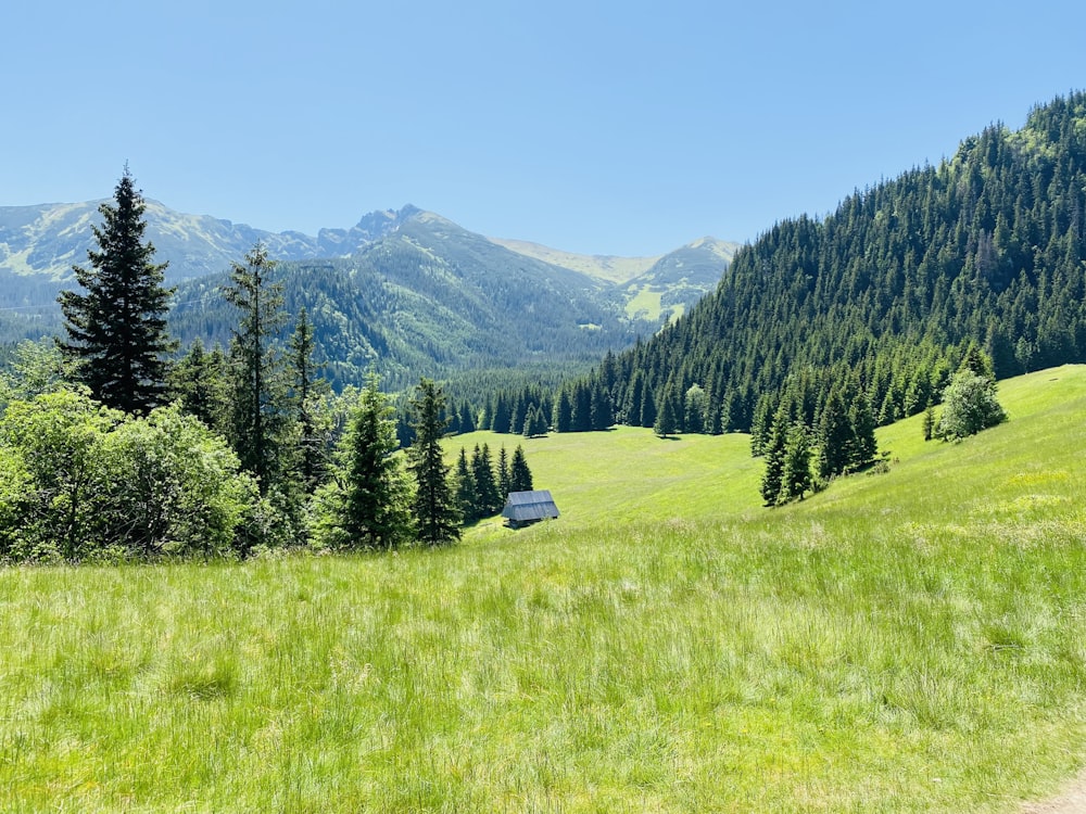 um campo gramado com uma pequena cabana ao longe