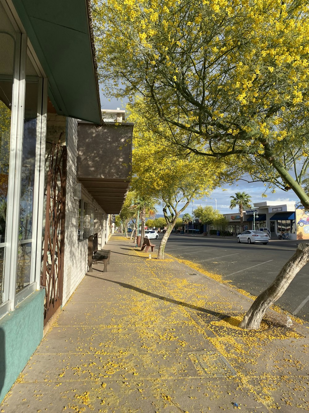 a sidewalk with yellow leaves on the ground