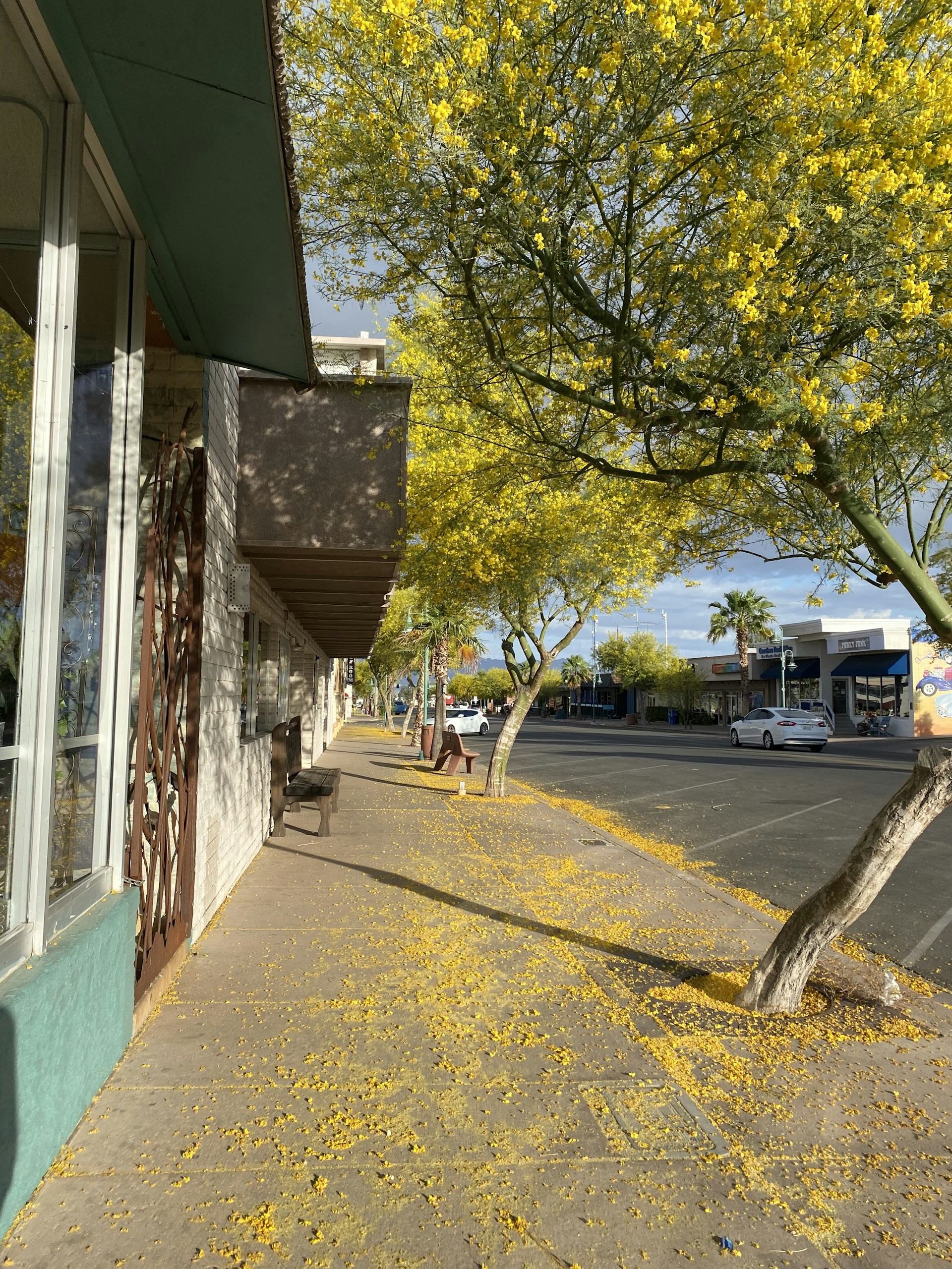 a sidewalk with yellow leaves on the ground
