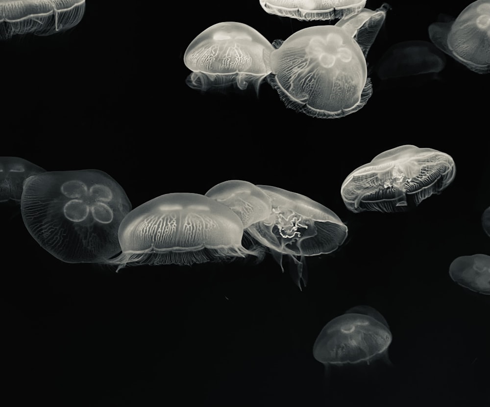 a group of jellyfish floating in the water