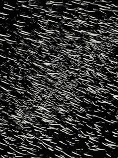A close-up of a school of shimmering fish moving in unison above a rocky seabed.