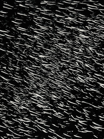 A close-up of a school of shimmering fish moving in unison above a rocky seabed.