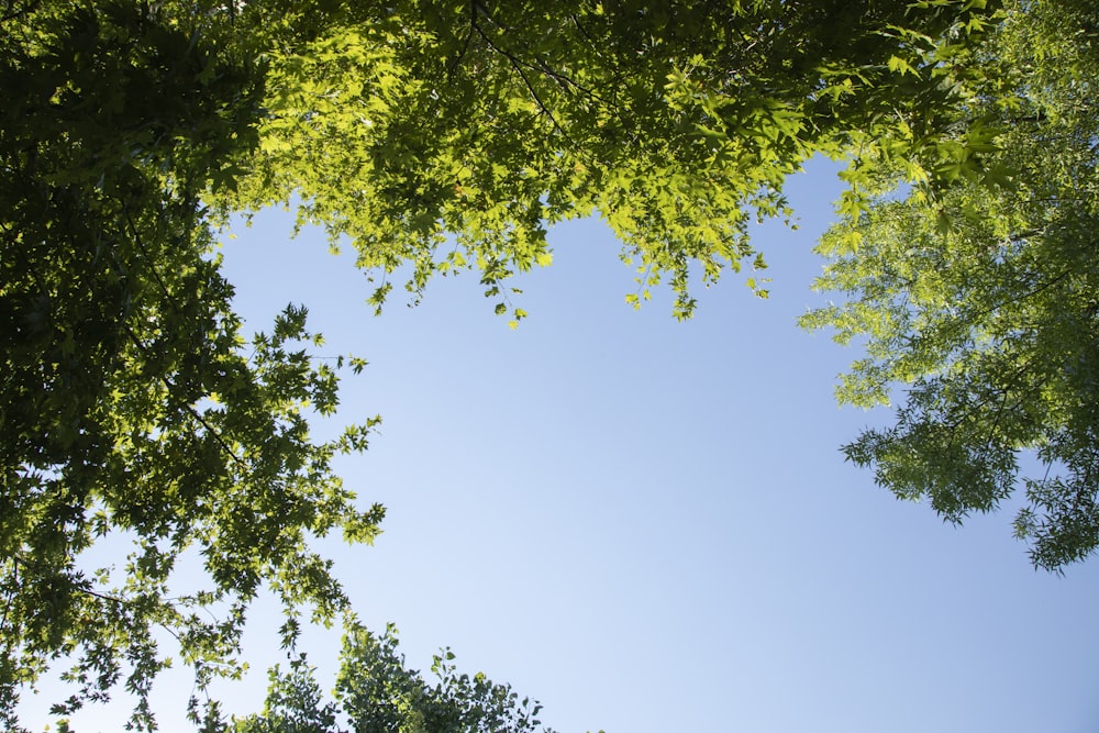 a view of the sky through some trees