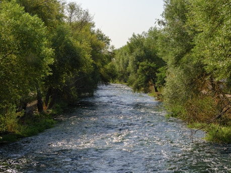 a river running through a lush green forest