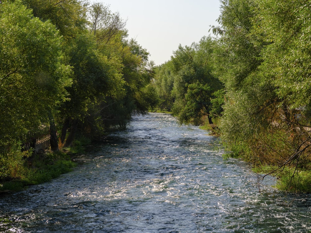 a river running through a lush green forest