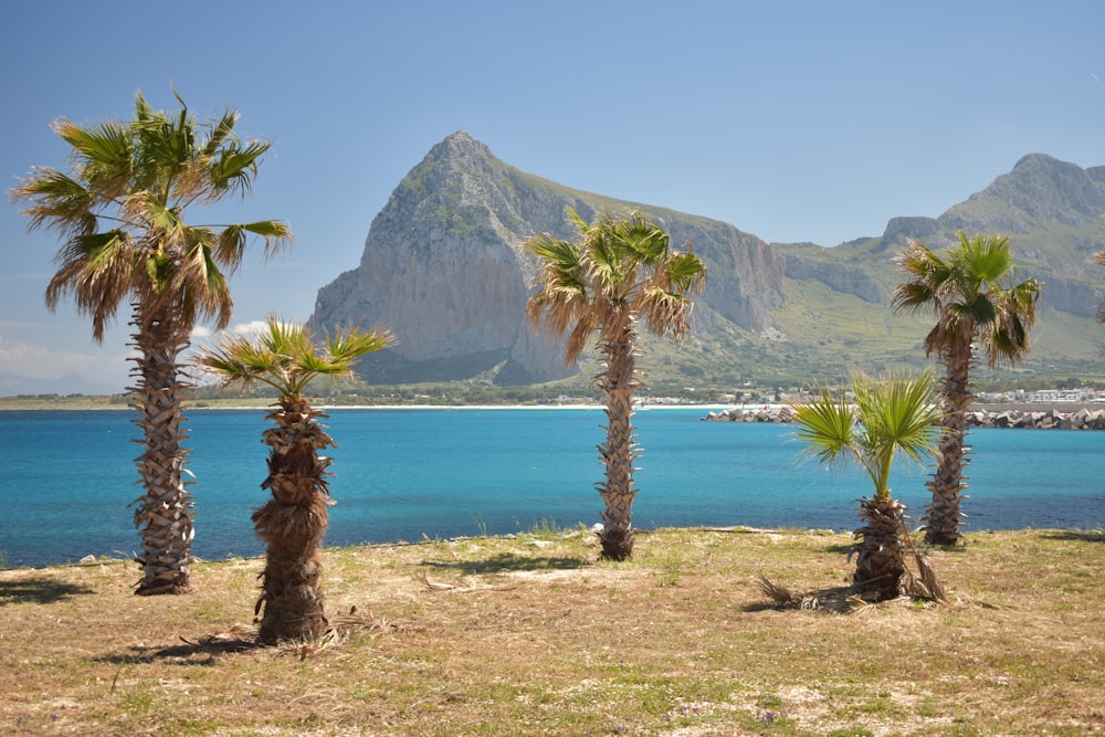 a group of palm trees next to a body of water