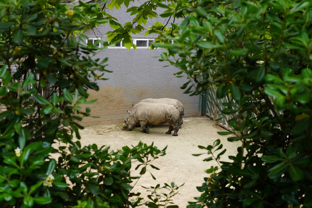 a rhinoceros in a zoo enclosure surrounded by trees