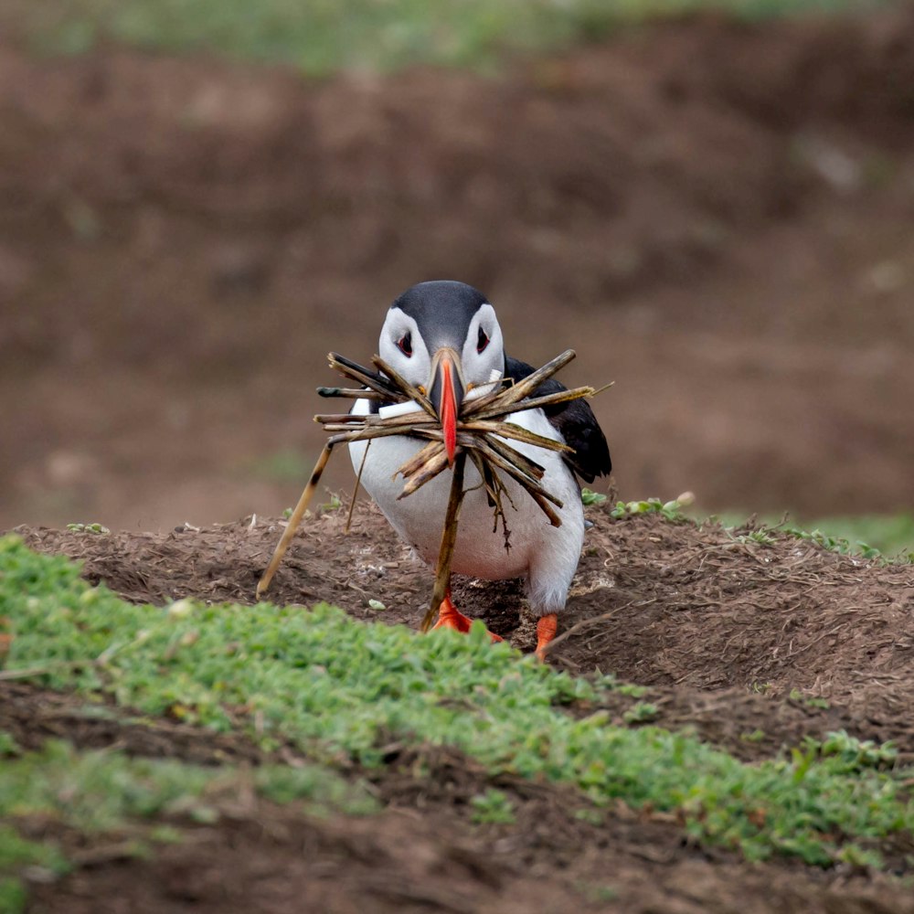 a bird with a spider in its beak