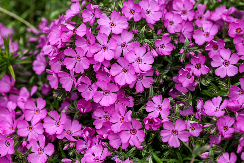 a bunch of purple flowers that are blooming