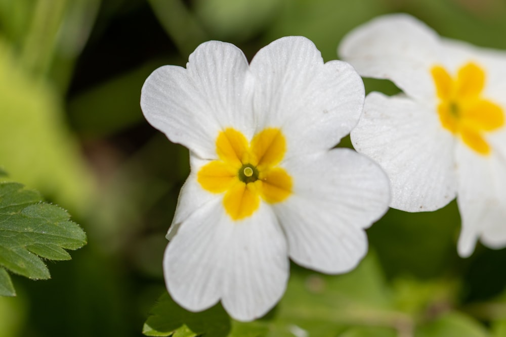 a close up of two white flowers with yellow centers