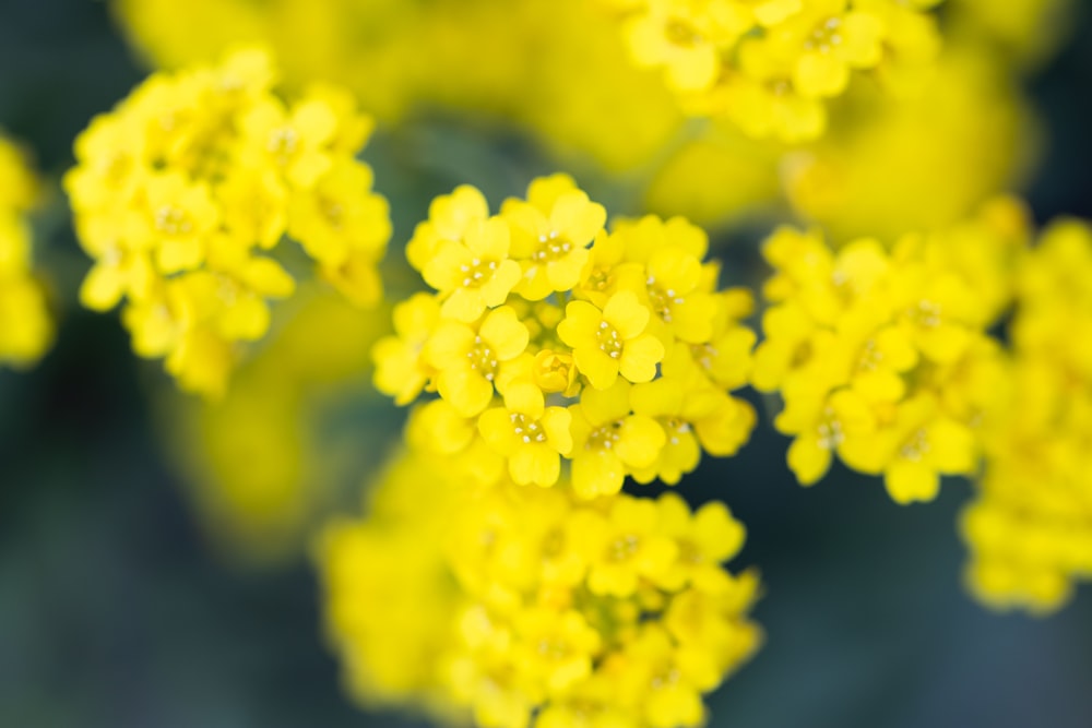 a close up of a bunch of yellow flowers